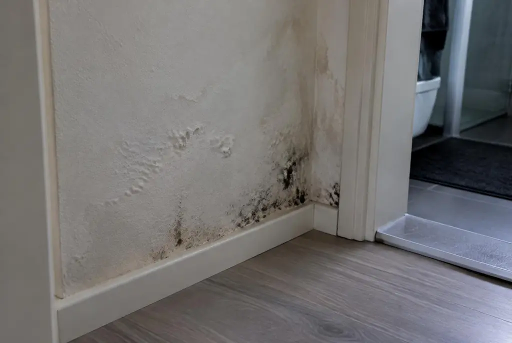 Lekdetectie Hillegom – vochtplek met schimmel op een muur